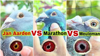 Jan Aarden VS Marathon VS Meuleman Pigeon  Top Class Imported Racing Pigeons [upl. by Aniratak302]