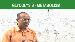 Glycolysis  Metabolism  Dr Najeeb [upl. by Burnard]