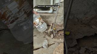 बहुत ही घुसैल साप का किया रेस्क्यू😱🐍 Checkered keelback non venomous [upl. by Reinnej528]