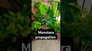 How to propagate monstera in water youtubeshorts shorts [upl. by Felty]