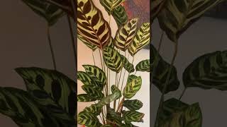 Calathea Makoyana 😊 [upl. by Neelav]