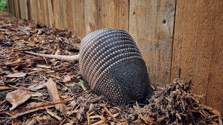 Armadillo Trap How To Get Rid Of Armadillos [upl. by Anidan]