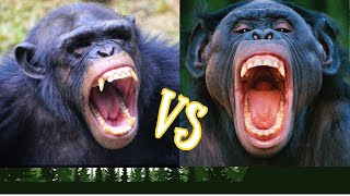 Chimpanzees vs Bonobos Whats the Difference [upl. by Feer]