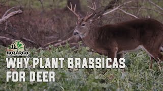 Why Plant Brassicas for Deer [upl. by Mccreary720]