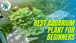 The EASIEST AQUARIUM Plant every BEGINNERS should have HYDROCOTYLE TRIPARTITA [upl. by Ecydnac]