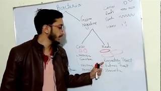 Classification of bacteria  Gram positive Vs Gram negative Bacteria Lecture 26 In urdu [upl. by Christoph]