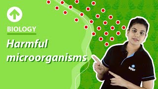 Harmful Microorganisms  Biology [upl. by Hamburger327]