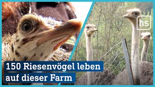 Diese Straußenfarm Tannenhof in Schaafheim beheimatet rund 150 Riesenvögel  hessenschau [upl. by Nnylg]