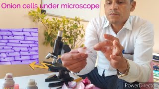 onion cell under microscope  Pyaj ki kosika ka microscopic Obsarvetion [upl. by Held]