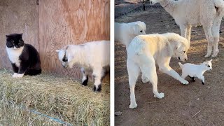 Baby Goat Meets The Family Cat And Sheepdogs PET FRIENDSHIPS [upl. by Acemaj]