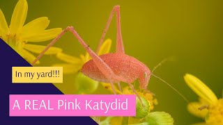 Pink Katydid Bug  Oblongwinged Katydid Amblycorypha oblongifolia [upl. by Eelah745]