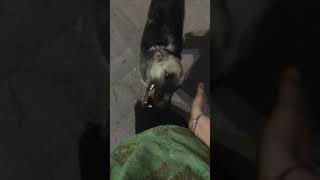 Dog biscuit bahut pasand aaye paplu ko trending funny rockydog doggys adorabledog bordoodle [upl. by Krutz733]