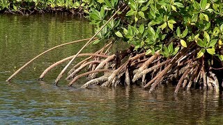 Bosques de mangle Importancia ecológica [upl. by Vig]