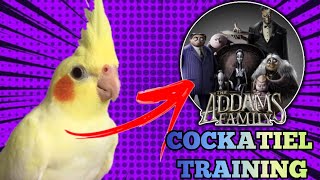 Cockatiel singing The Addams Family Theme TRAINING FOR COCKATIEL [upl. by Lam751]