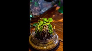 Terrarium idea sharing Ohko Dragon Stone and moss Saxifraga stolonifera [upl. by Ellennoj230]