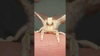 Moth can read your mind moths silkmoth insects [upl. by Eshelman]