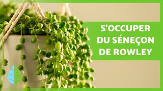 ENTRETIEN du SENECIO ROWLEYANUS 🌱 Arrosage Lumière Emplacement du SÉNEÇON de ROWLEY  ☀️ [upl. by Bethena]