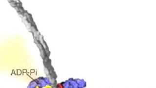 What is Kinesin Ron Vale Explains [upl. by Eninahs]