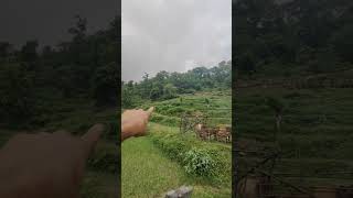 Barking Deer यानी Muntjac Deer कूद के भागा गाय के बाड़े के पीछे के जंगल से । जंगली जानवर और गाय [upl. by Alsi147]