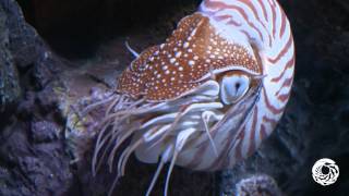 The Chambered Nautilus A Living Link With the Past [upl. by Machutte]