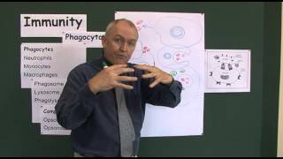 Immunity 4 Phagocyctosis the process of cell eating [upl. by Aihsinat]