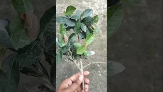 How to grow Ixora plants 🌱🌸 viralshort plants gardaning ixora [upl. by Nainatrad684]