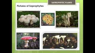 SAPROPHYTIC PLANTS [upl. by Prouty]