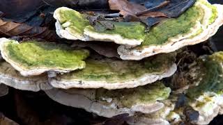 Lumpy Bracket Trametes gibbosa  20130209 [upl. by Eilsel]