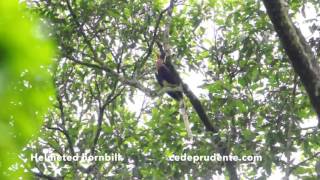 helmeted hornbill นกชนหิน ฮาลาบาลา  ขำขำ version [upl. by Coralyn169]