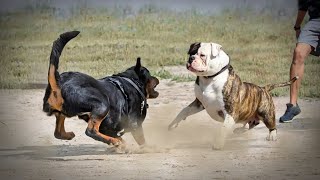 Rottweiler VS American BullDog [upl. by Reifnnej]