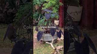 Colocasia Black Magic Elephant EarsTaro spectacular foliage colocasia colocasiablackmagic [upl. by Nett421]