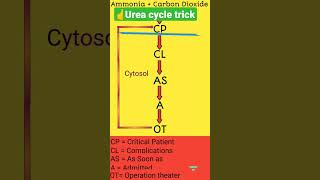 Urea cycle tricks  Urea cycle in 20 seconds shortsfeed biochemistry mnemonics biology [upl. by Oicnevuj984]