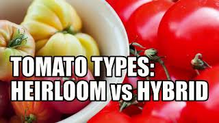 Tomato Types Heirloom vs Hybrid [upl. by Kristoffer]