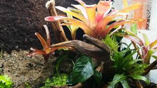 Vivarium  Ranitomeya Imitator Tarapoto [upl. by Hewart]