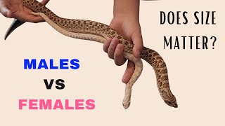 Male vs Female Western Hognose Snakes Size Feeding Enclosure amp Temperament Differences Explained [upl. by Koosis868]