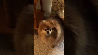 What Pomeranian Barking Sounds Like Trying To Get A Pomeranian To Bark [upl. by Herta]