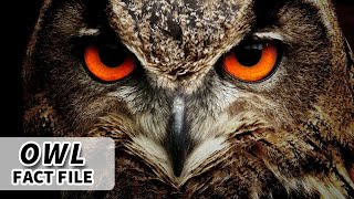 Owl facts the BIRD of the NIGHT 🦉 Animal Fact Files [upl. by Rosenthal]