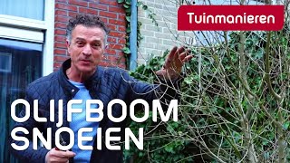 De olijfboom snoeien hoe doe je dat  Tuinmanieren [upl. by Aniham543]