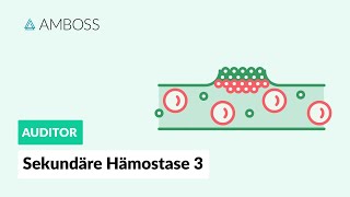 Sekundäre Hämostase  Teil 3  Gerinnung an negativen Oberflächen  Vitamin K  AMBOSS Auditor [upl. by Leanatan537]