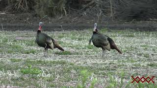 GOBBLER Comes RUNNING IN Awesome Spring TURKEY Hunt [upl. by Dredi]