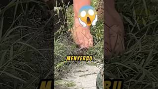 Rela DIGIGIT Semut Api❗😱LimitlessAdventureYT  shorts videoshorts semut [upl. by Neenwahs]