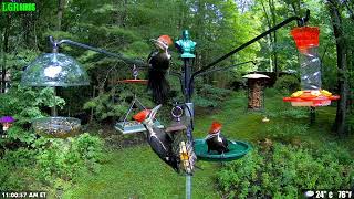 Pileated Woodpecker trio descends onto the feeder [upl. by Dott]