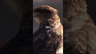 Fascinating Facts About Ferruginous Hawk facts animals wildlife nature birds youtubeshorts [upl. by Gauntlett484]