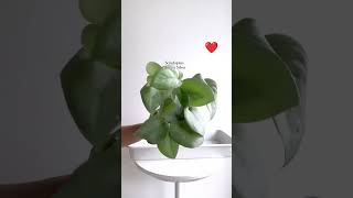 propagating plnts silver pothos 🌿propagation youtube shortsfeed indoorplants plants ytshorts [upl. by Bessy4]