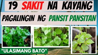 PANSITPANSITAN  mga SAKIT na kayang pagalingin at Health BENEFITS Halamang Gamot  ULASIMANG BATO [upl. by Cerracchio596]