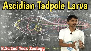 Lc26 Ascidian Tadpole Larva  BSc2nd Year  Zoology by Prahalad Sir [upl. by Body]