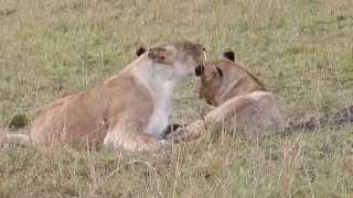 Young Notches sons of Rongai Pride  Lions of Masai Mara [upl. by Erodavlas918]