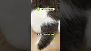 People Who Cut Cat’s Tail Deserves Jail Time 😡😤 [upl. by Irot16]