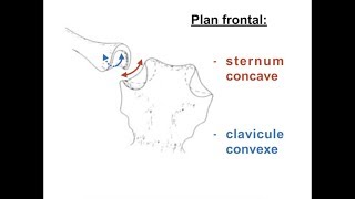 UE21 Les articulations en selle et larticulation sternocostoclaviculaire [upl. by Suzan94]