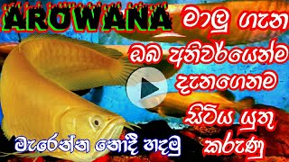 අරැවානා fish sinhala  How to make arowana fish properly  fish sinhala  arowana fish [upl. by Aisinoid644]